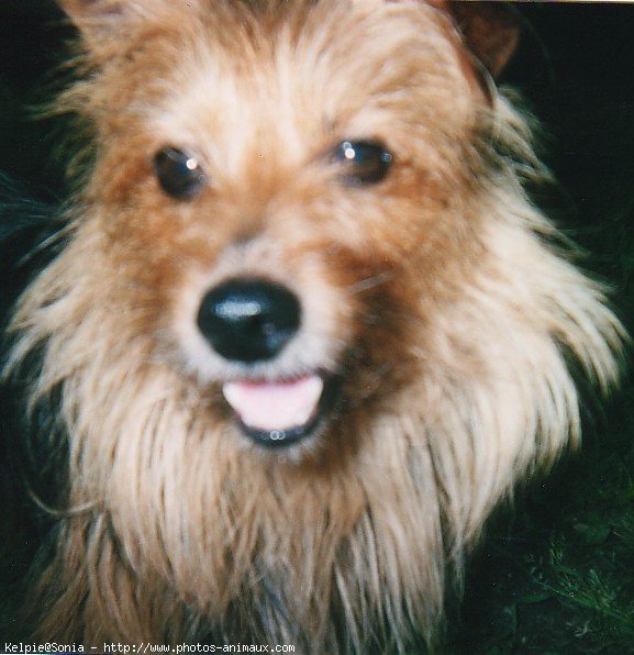 Photo de Terrier australien