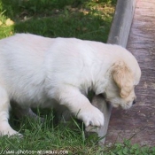 Photo de Golden retriever