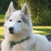 Photo de Husky siberien