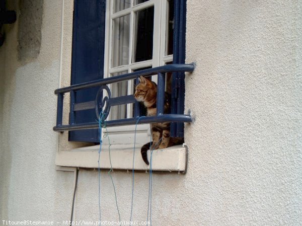 Photo de Chat domestique