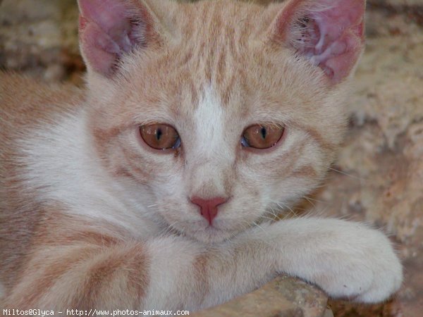 Photo de Chat domestique