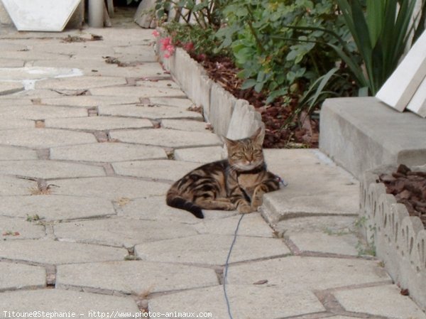 Photo de Chat domestique