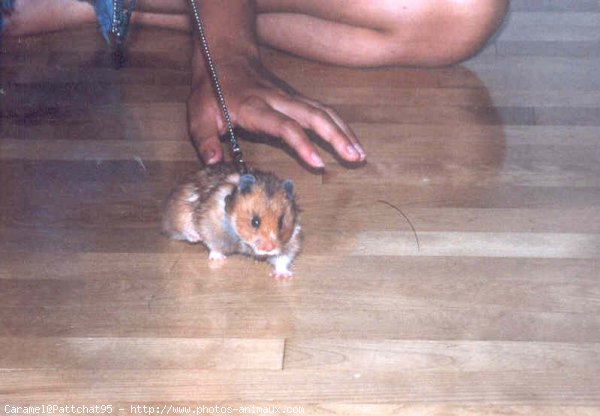 Photo de Hamster