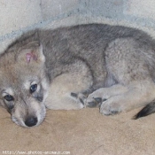 Photo de Chien-loup de saarloos