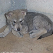 Photo de Chien-loup de saarloos