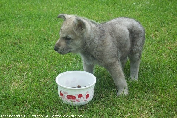 Photo de Chien-loup de saarloos