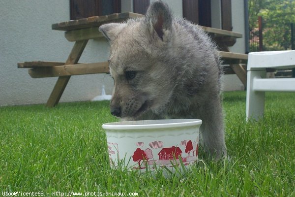 Photo de Chien-loup de saarloos