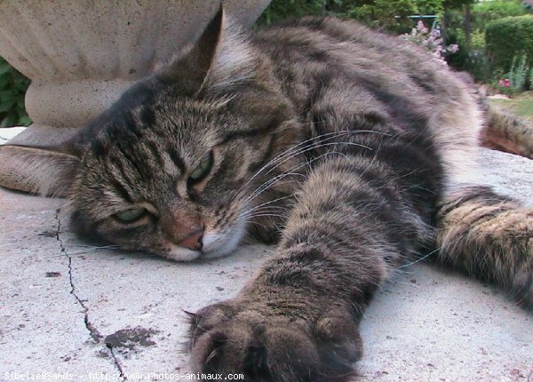 Photo de Chat domestique