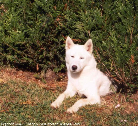 Photo de Husky siberien