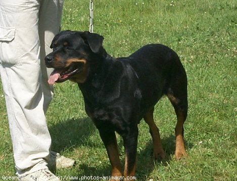 Photo de Rottweiler