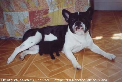 Photo de Bouledogue franais