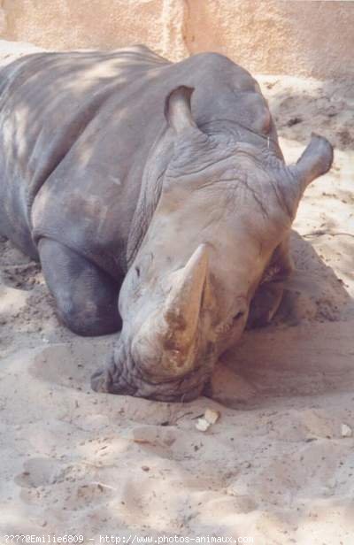 Photo de Rhinocros