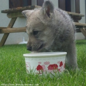 Photo de Chien-loup de saarloos