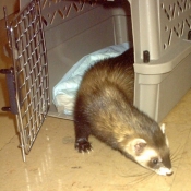 Photo de Furet