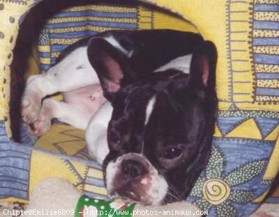 Photo de Bouledogue franais