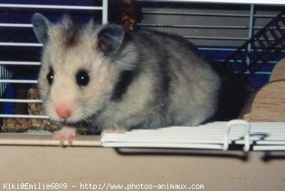 Photo de Hamster