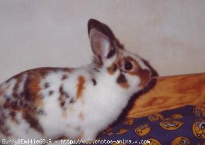 Photo de Lapin