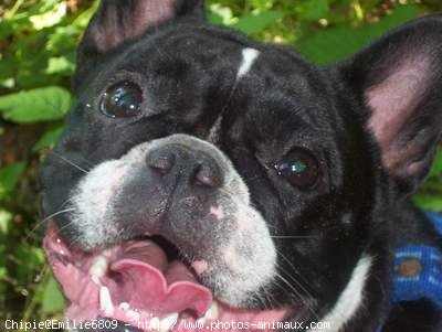 Photo de Bouledogue franais