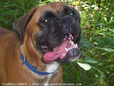 Photo de Boxer