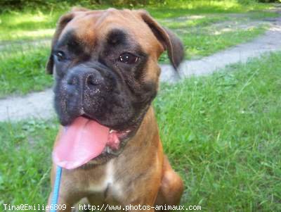 Photo de Boxer