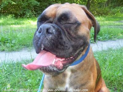 Photo de Boxer