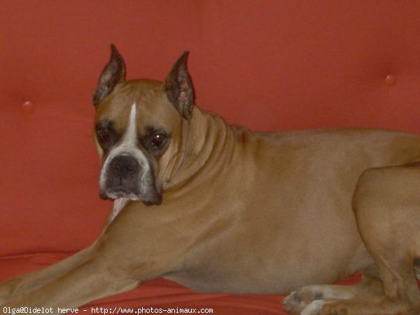 Photo de Boxer