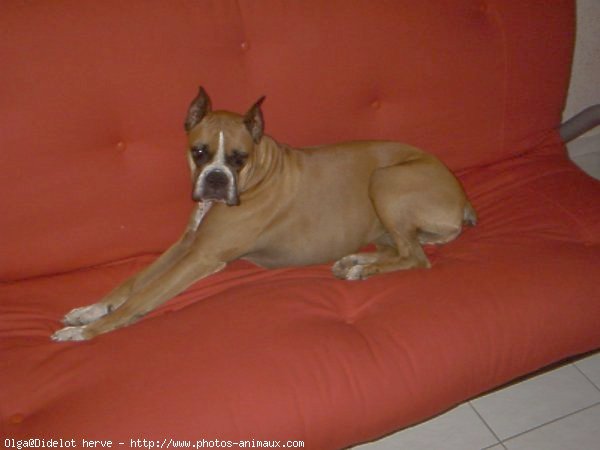 Photo de Boxer