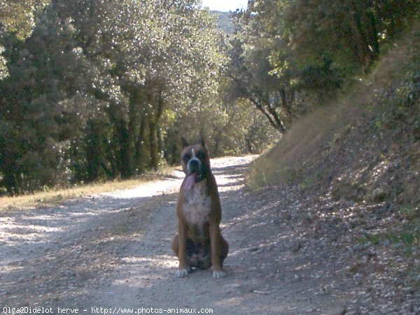 Photo de Boxer