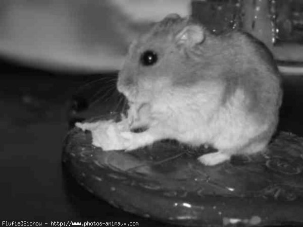 Photo de Hamster