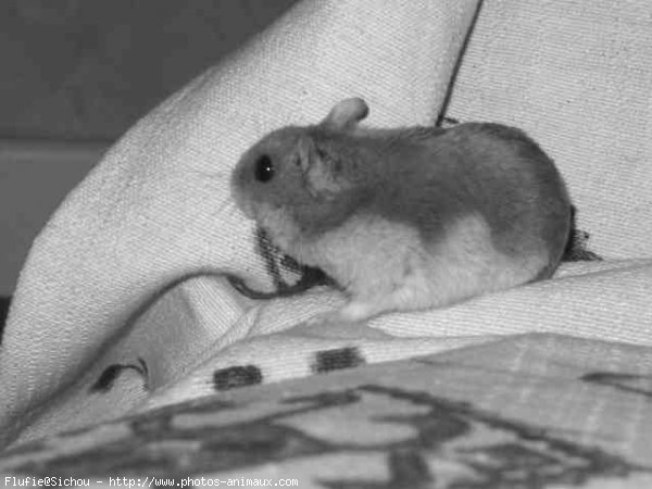 Photo de Hamster