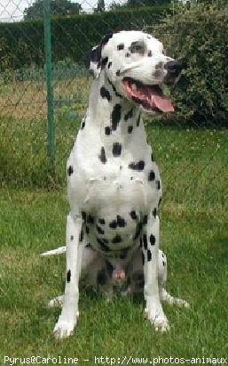 Photo de Dalmatien