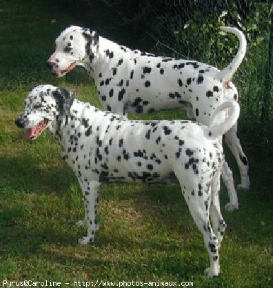 Photo de Dalmatien