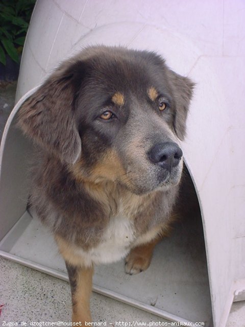 Photo de Dogue du tibet