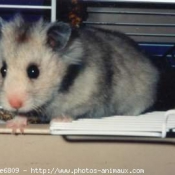 Photo de Hamster