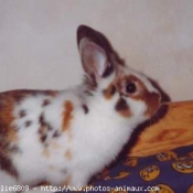 Photo de Lapin