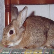 Photo de Lapin