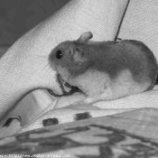 Photo de Hamster