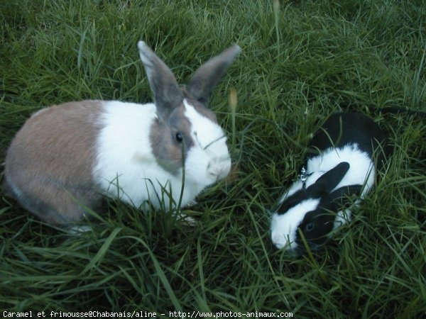 Photo de Lapin