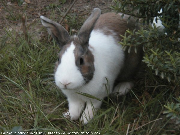 Photo de Lapin