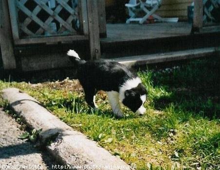 Photo de Border collie