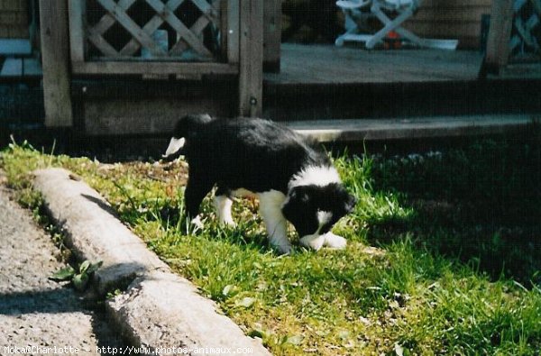 Photo de Border collie