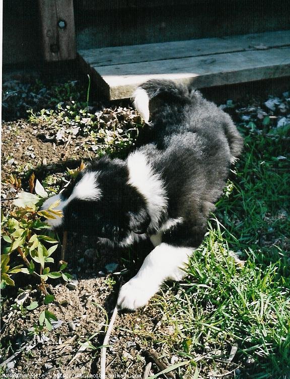 Photo de Border collie