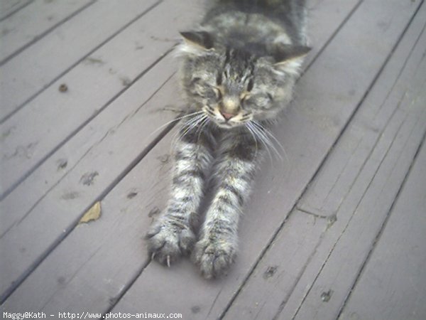 Photo de Chat domestique