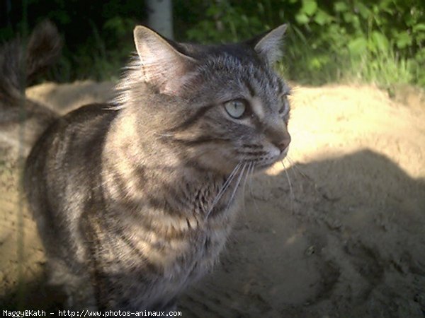 Photo de Chat domestique