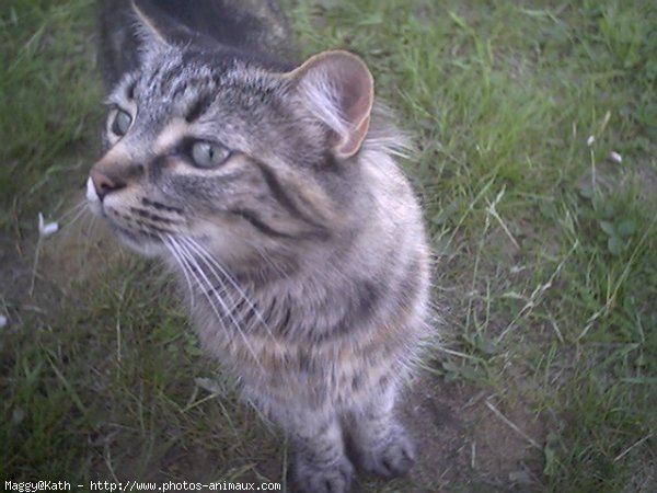 Photo de Chat domestique