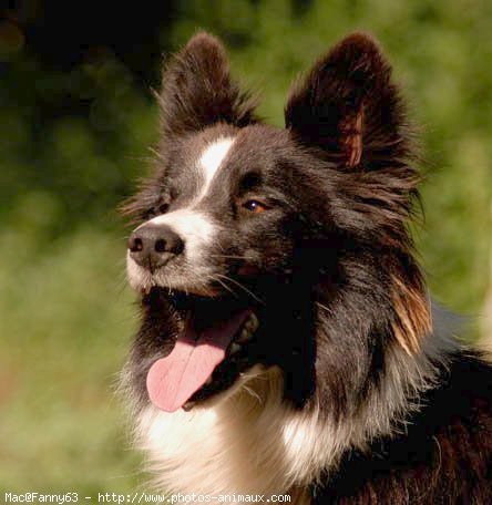 Photo de Border collie