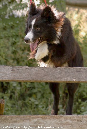 Photo de Border collie