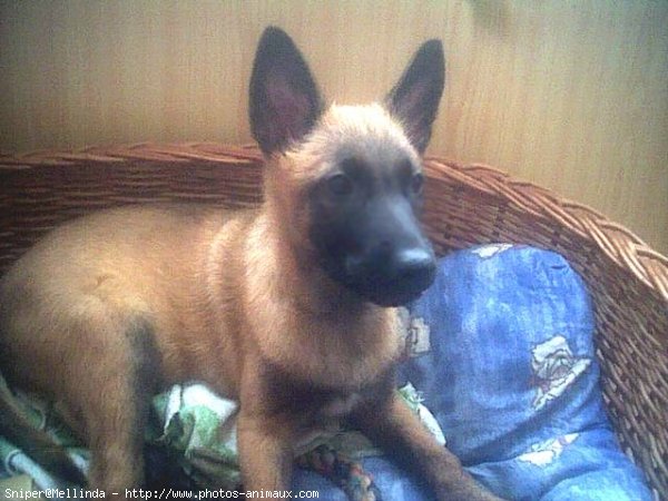 Photo de Berger belge malinois