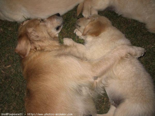 Photo de Golden retriever