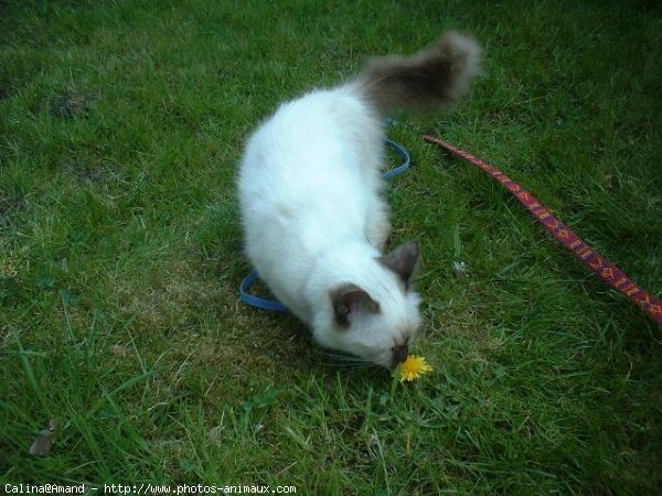 Photo de Sacr de birmanie